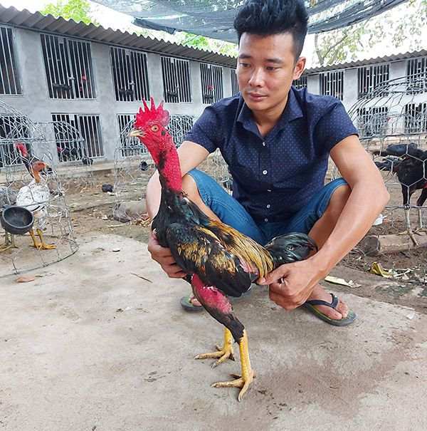 Có cần thiết chăm sóc gà sau khi đá hay không?